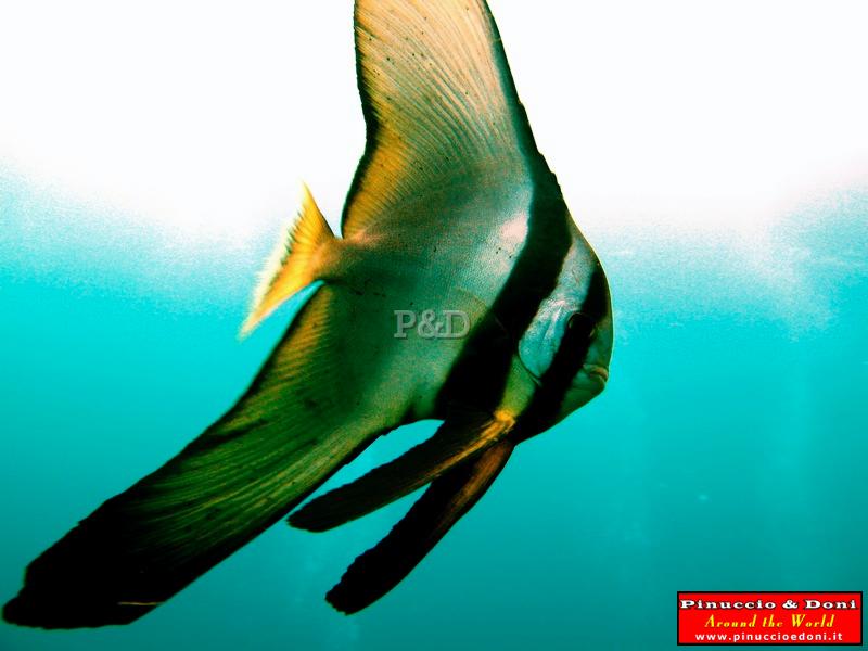 Papua Immersioni (Kavieng-New Hannover) - 07.jpg